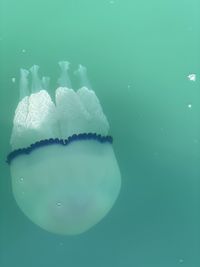 Close-up of jellyfish in sea