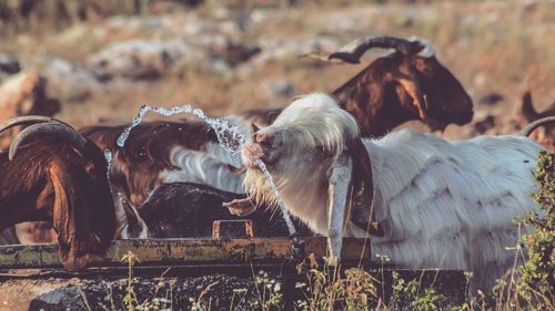 Goats drinking water from trough at farm