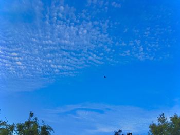 Low angle view of bird flying in sky