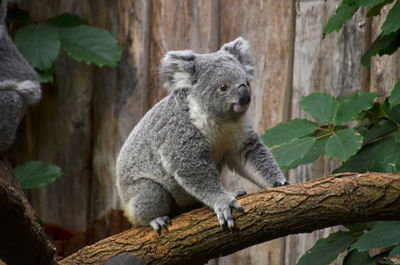 Close-up of koala bear sitting on tree