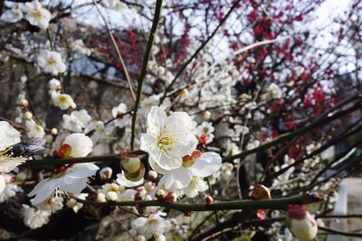 Close-up of white cherry blossoms in spring