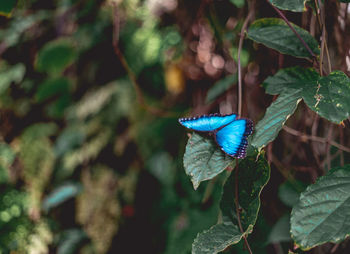 Close-up of butterfly pollinating on plant