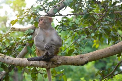 Low angle view of monkey on tree