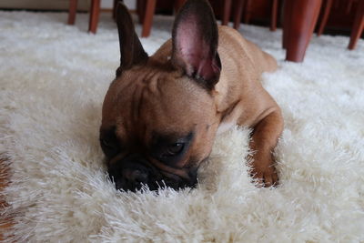 Close-up of a dog at home