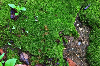 High angle view of lizard on grass