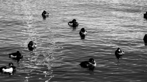 High angle view of ducks swimming in lake