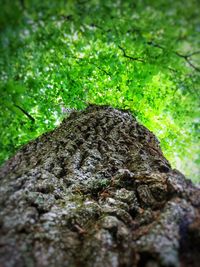 Low angle view of moss on tree trunk