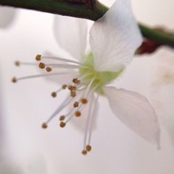 Close-up of white flower