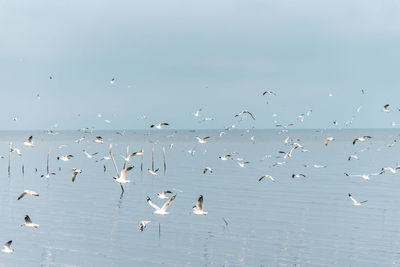 Seagulls flying over sea against sky