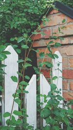 Close-up of ivy growing on brick wall