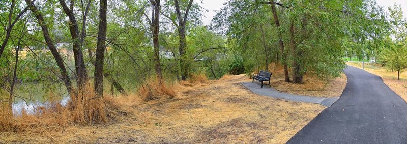 Road amidst trees in forest