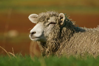 Close-up of sheep on field