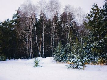 Trees against sky during winter