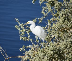 Seagull perching on a lake