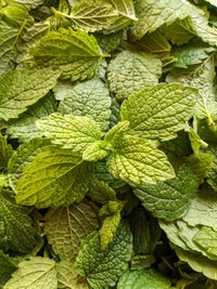 Fresh melissa green leaves, natural background and texture, full frame. top view. close-up.