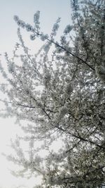 Low angle view of trees against sky