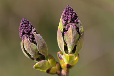 Close-up of purple flower buds