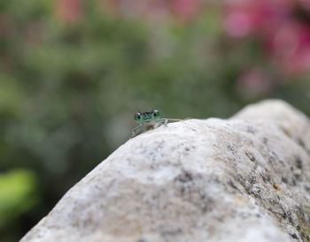 Close-up of insect