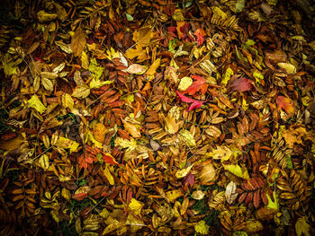 Leaves in autumn leaves