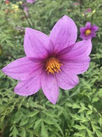 Close-up of pink flower