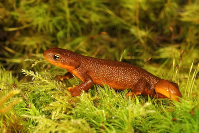 Close up of a female rough-skinned newt, taricha granulosa on green moss in northern california