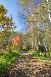 Footpath amidst trees in forest during autumn