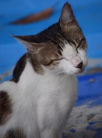 Close-up of stray cat