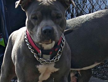 Close-up portrait of a dog