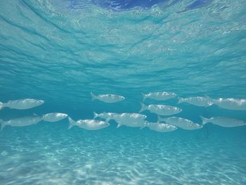 View of jellyfish swimming in sea