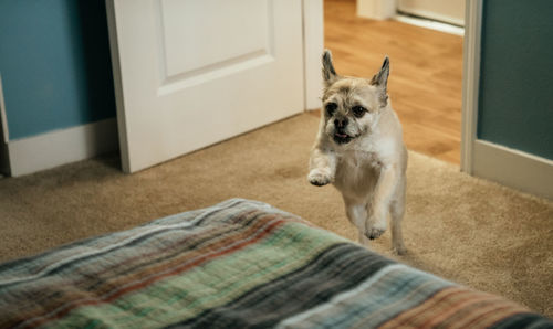 Dog jumping on bed at home