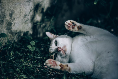 Cat relaxing in a field