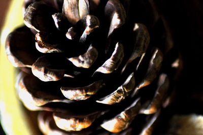 Close-up of water drops on leaf