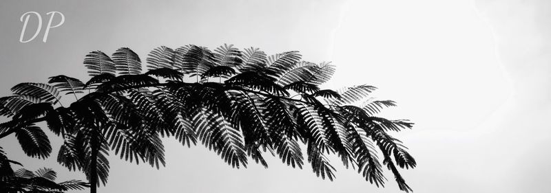 Low angle view of palm tree against clear sky