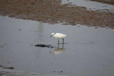 White birds on the beach