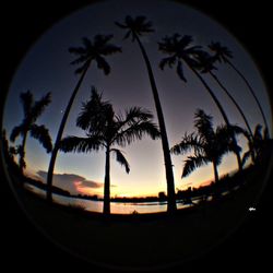 Palm trees against sky