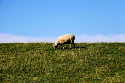 Adult sheep grazing in green pastures with sky background