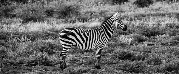 Zebra standing on field