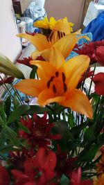 Close-up of yellow flower