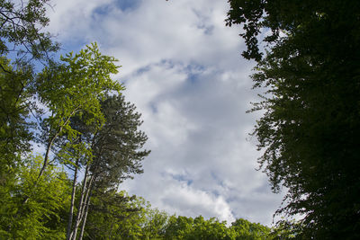 Low angle view of trees against cloudy sky