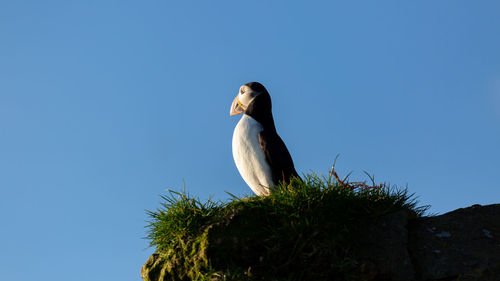 Low angle view of bird perching on a tree