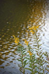 High angle view of plants floating on lake