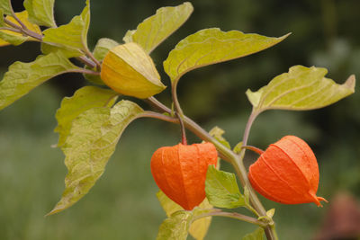 Close-up of orange fruit on tree