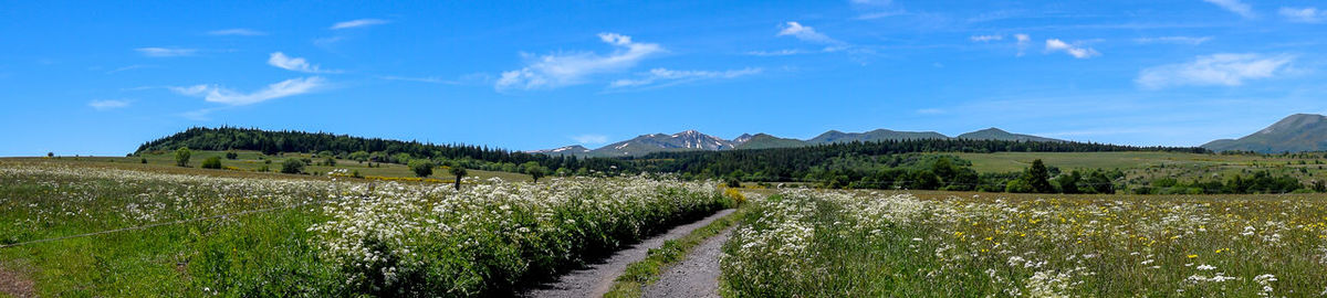 Scenic view of agricultural field against sky