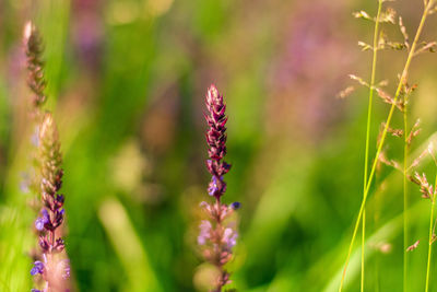 Close-up of purple flowering plants on field