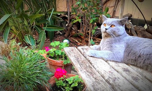 High angle view of cat amidst plants