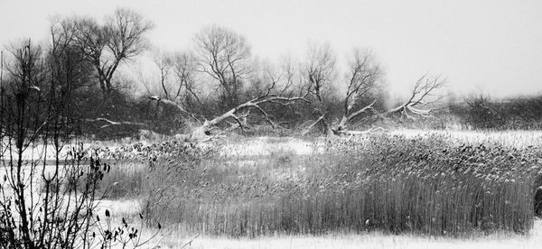 Bare trees on field against sky during winter