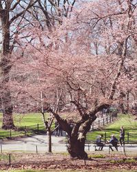 Cherry blossom tree against sky