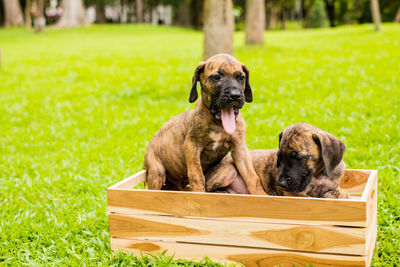 Two dogs sitting on field