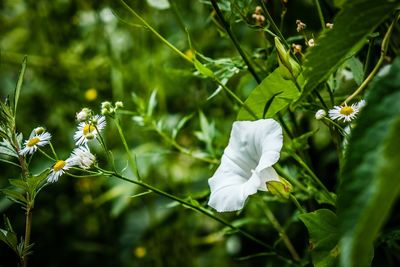 Close-up of white flowering plant