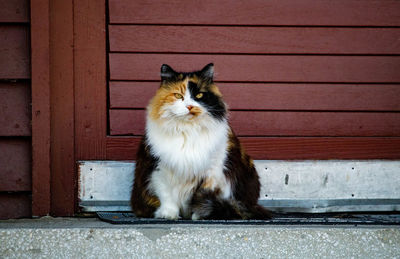 Cat sitting on the porch 